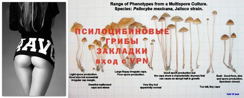 Псилоцибиновые грибы GOLDEN TEACHER  Керчь 